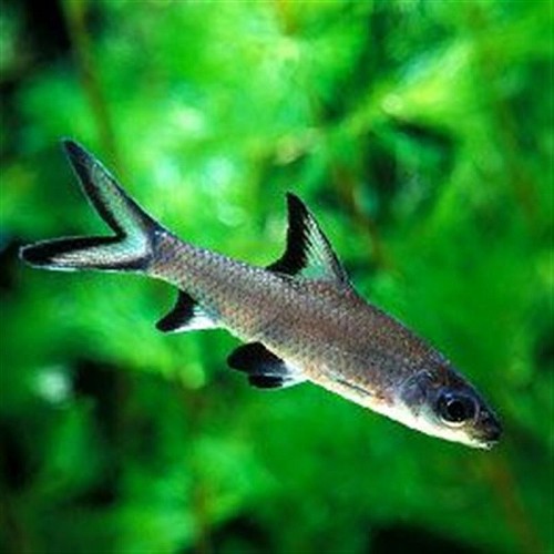 Balantiocheilus melanopterus -  Tricolor shark 6-8 cm